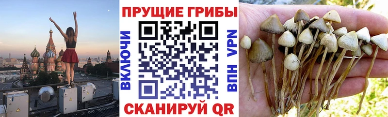 Купить  Сафоново  Галлюциногенные грибы мицелий 